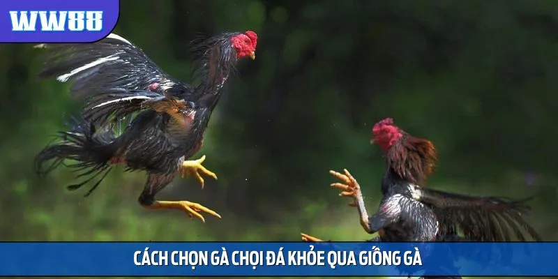 Cách chọn đá gà thông qua giống gà hiệu quả