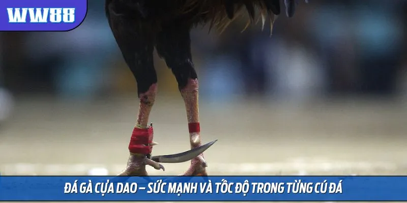 Đá gà cựa dao – Sức mạnh và tốc độ trong từng cú đá
