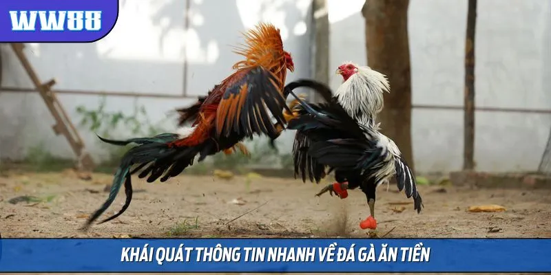 Khái quát thông tin nhanh về đá gà ăn tiền