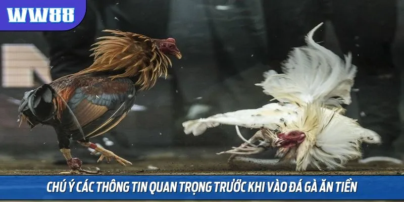 Chú ý các thông tin quan trọng trước khi vào đá gà ăn tiền