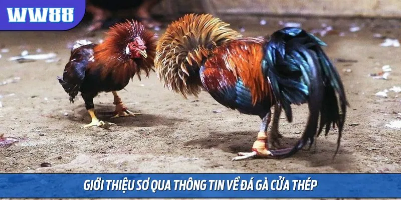 Giới thiệu sơ qua thông tin về đá gà cửa thép