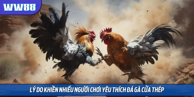 Lý do khiến nhiều người chơi yêu thích đá gà cửa thép