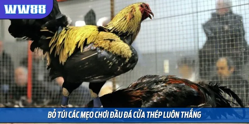 Bỏ túi các mẹo chơi đấu đá cửa thép luôn thắng