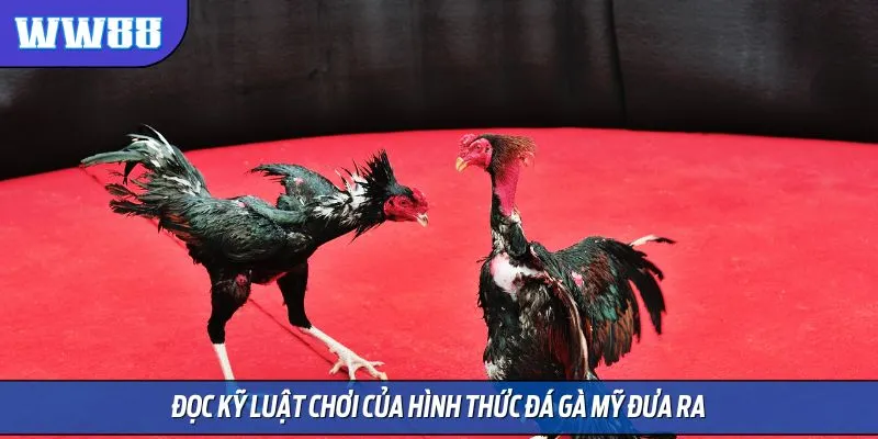 Đọc kỹ luật chơi của hình thức đá gà mỹ đưa ra