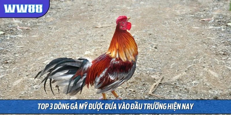 Top 3 dòng gà mỹ được đưa vào đấu trường hiện nay