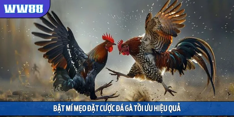 Mẹo đặt cược chọi kê bật mí từ chuyên gia