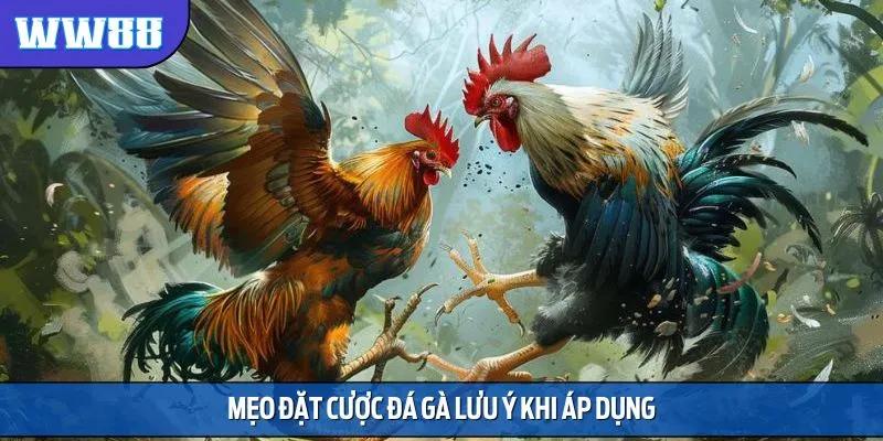 Lưu ý khi tham gia cá cược và giải trí bộ môn đá gà
