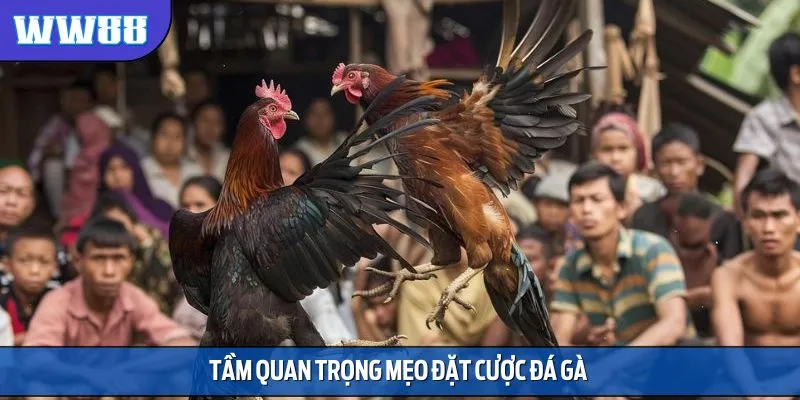 Mẹo đặt cược đá gà vô cùng quan trọng với kê thủ