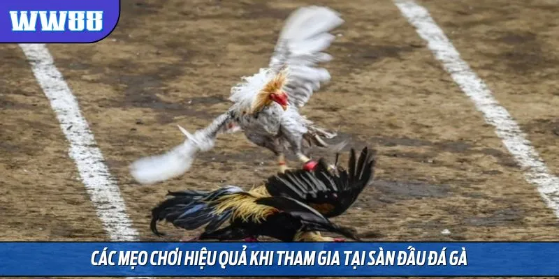 Các mẹo chơi hiệu quả khi tham gia tại sàn đấu đá gà
