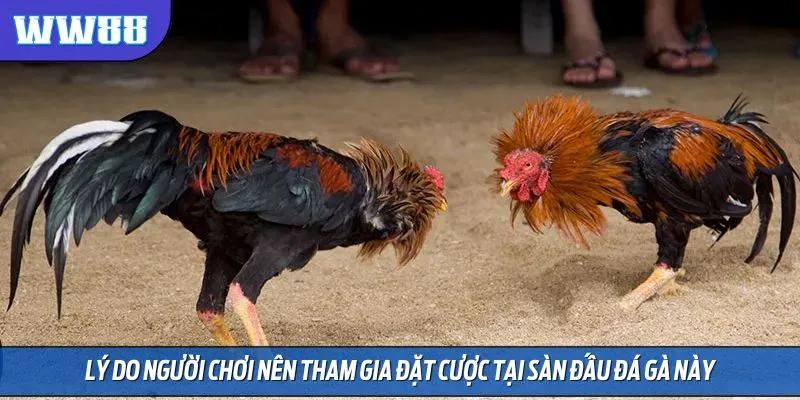 Lý do người chơi nên tham gia đặt cược tại sàn đấu đá gà này