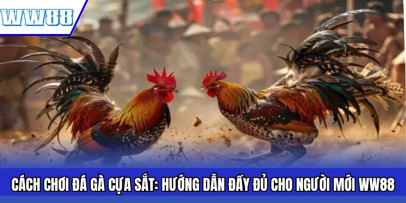 Cách Chơi Đá Gà Cựa Sắt: Hướng Dẫn Đầy Đủ Cho Người Mới WW88