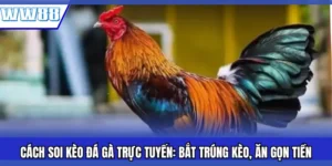 Cách Soi Kèo Đá Gà Trực Tuyến_ Bắt Trúng Kèo, Ăn Gọn Tiền