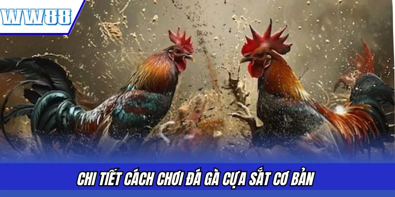 Chi tiết cách chơi đá gà cựa sắt cơ bản