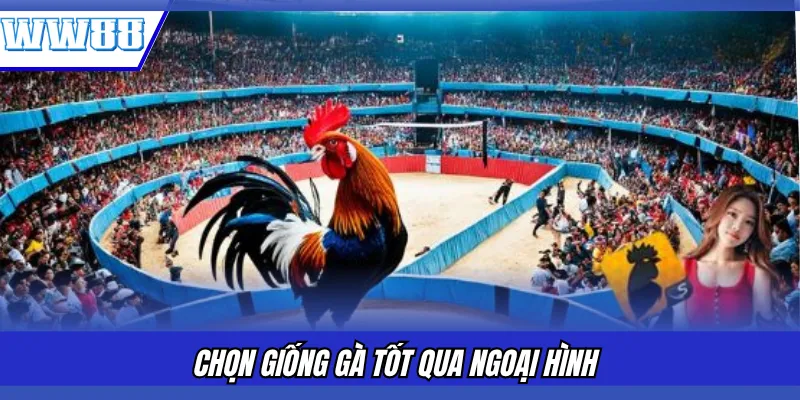 Chọn giống gà tốt qua ngoại hình 