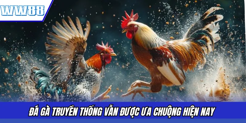 Đá gà truyền thống vẫn được ưa chuộng hiện nay 