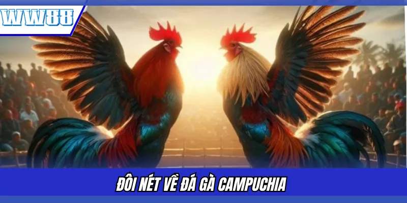 Đôi nét về đá gà Campuchia 