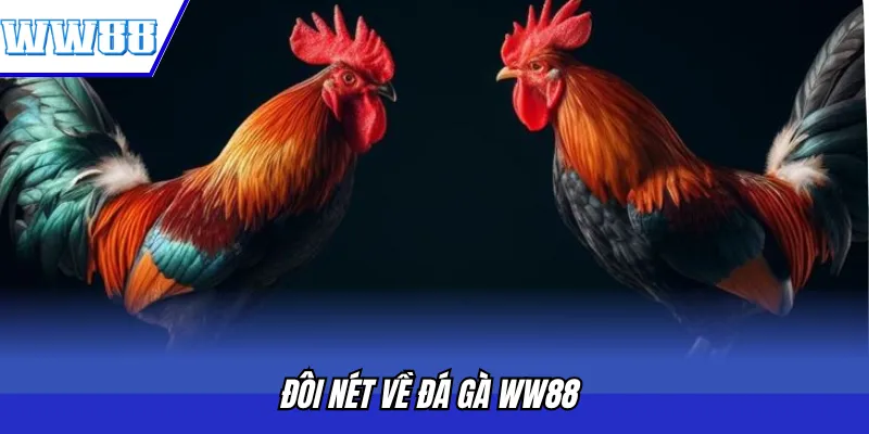 Đôi nét về đá gà WW88 