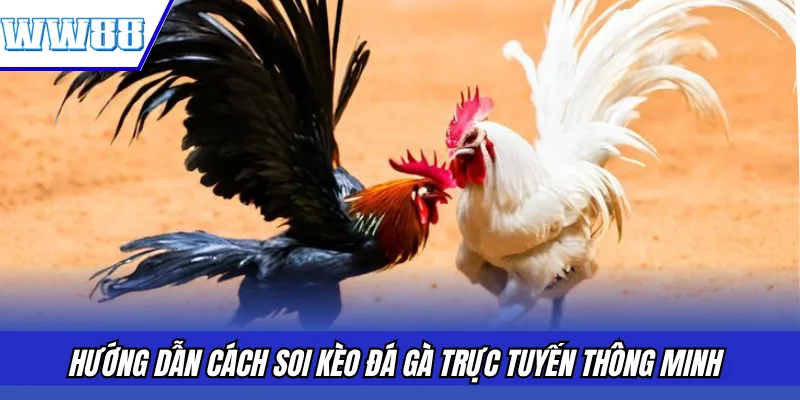 Hướng dẫn cách soi kèo đá gà trực tuyến thông minh 