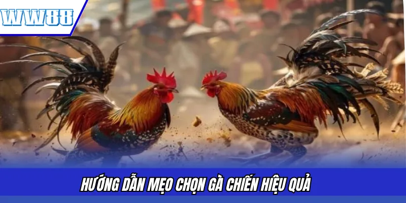 Hướng dẫn mẹo chọn gà chiến hiệu quả