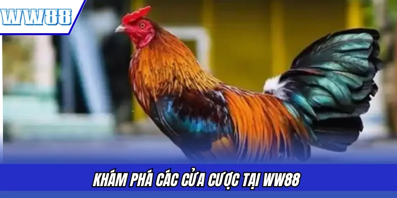 Khám phá các cửa cược tại WW88