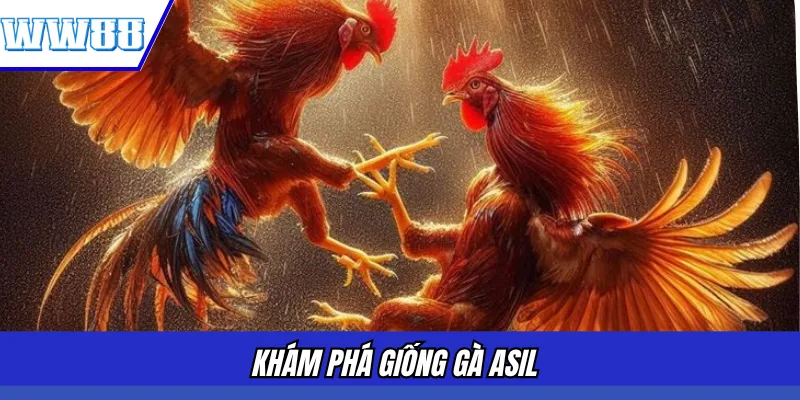 Khám phá giống gà Asil