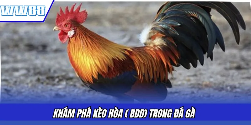 Khám phá kèo Hòa ( BDD) trong đá gà 
