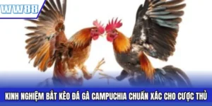 Kinh Nghiệm Bắt Kèo Đá Gà Campuchia Chuẩn Xác Cho Cược Thủ