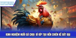Kinh Nghiệm Nuôi Gà Chọi: Bí Kíp Tạo Nên Chiến Kê Bất Bại
