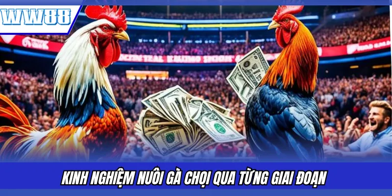Kinh nghiệm nuôi gà chọi qua từng giai đoạn 