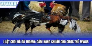 Luật Chơi Đá Gà Thomo: Cẩm Nang Chuẩn Cho Cược Thủ WW88