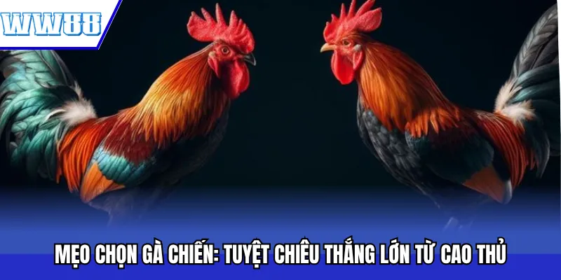 Mẹo Chọn Gà Chiến: Tuyệt Chiêu Thắng Lớn Từ Cao Thủ