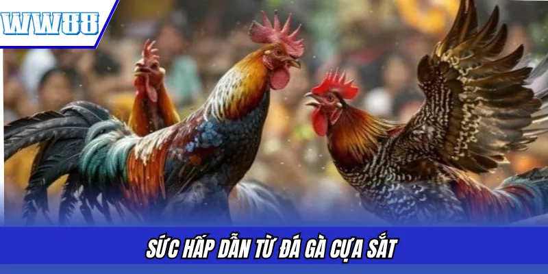 Sức hấp dẫn từ đá gà cựa sắt
