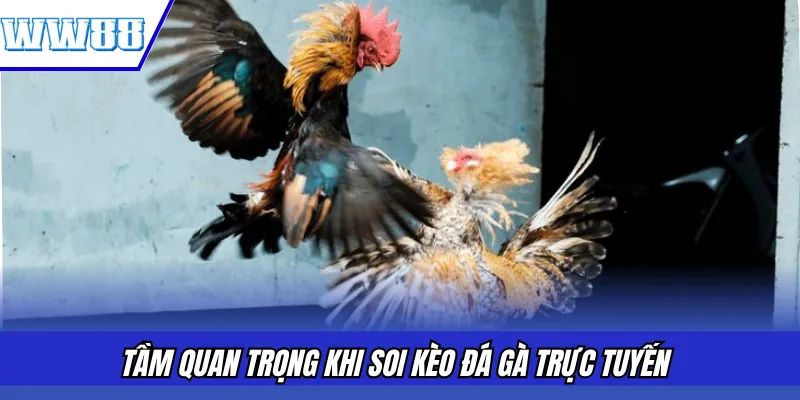 Tầm quan trọng khi soi kèo đá gà trực tuyến 