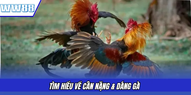 Tìm hiểu về cân nặng & dáng gà 