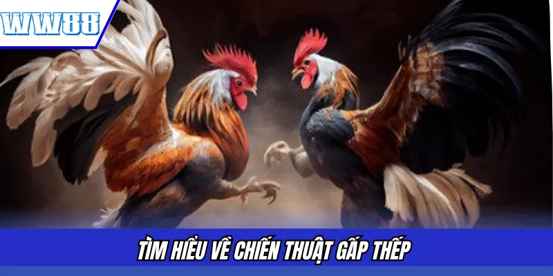 Tìm hiểu về chiến thuật gấp thếp