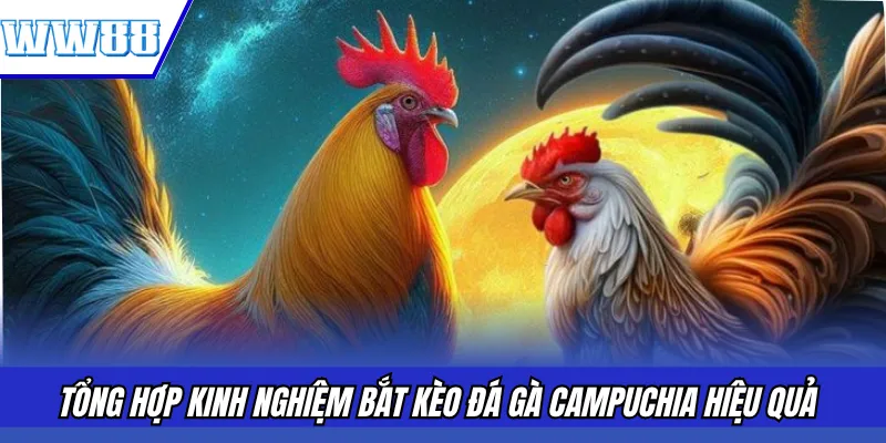 Tổng hợp kinh nghiệm bắt kèo đá gà Campuchia hiệu quả 