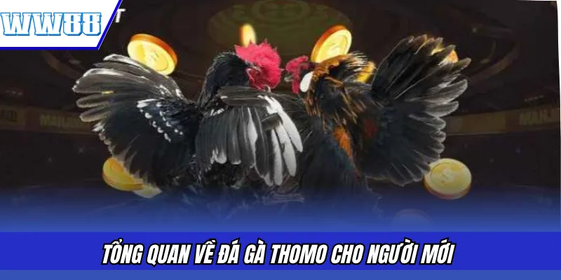Tổng quan về đá gà Thomo cho người mới