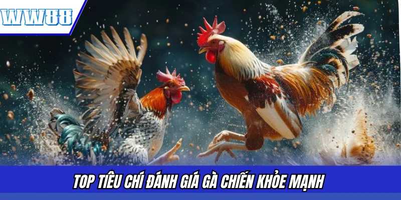 Top tiêu chí đánh giá gà chiến khỏe mạnh